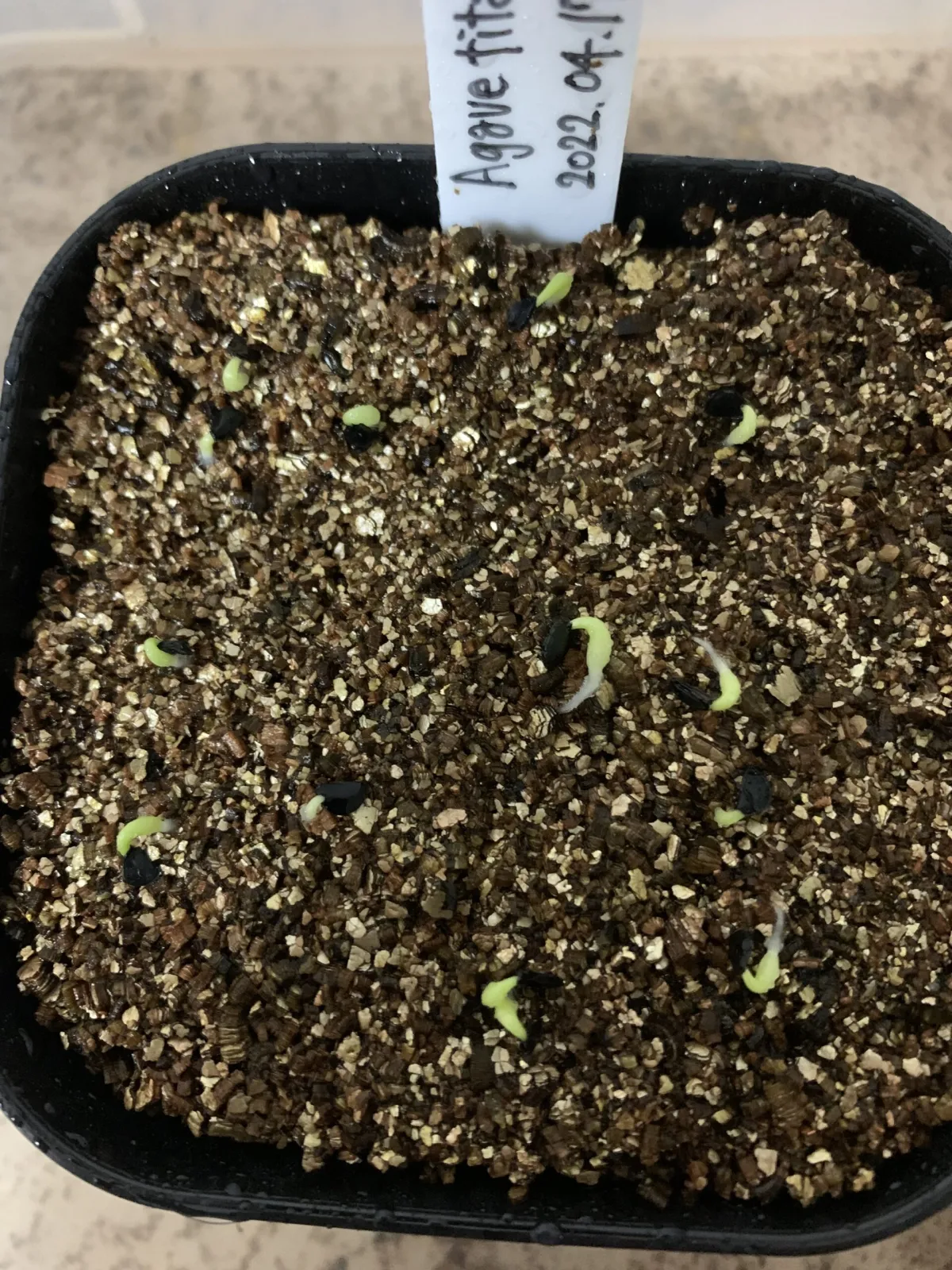 Agave titanota 'Blue' (アガベ チタノタブルー)