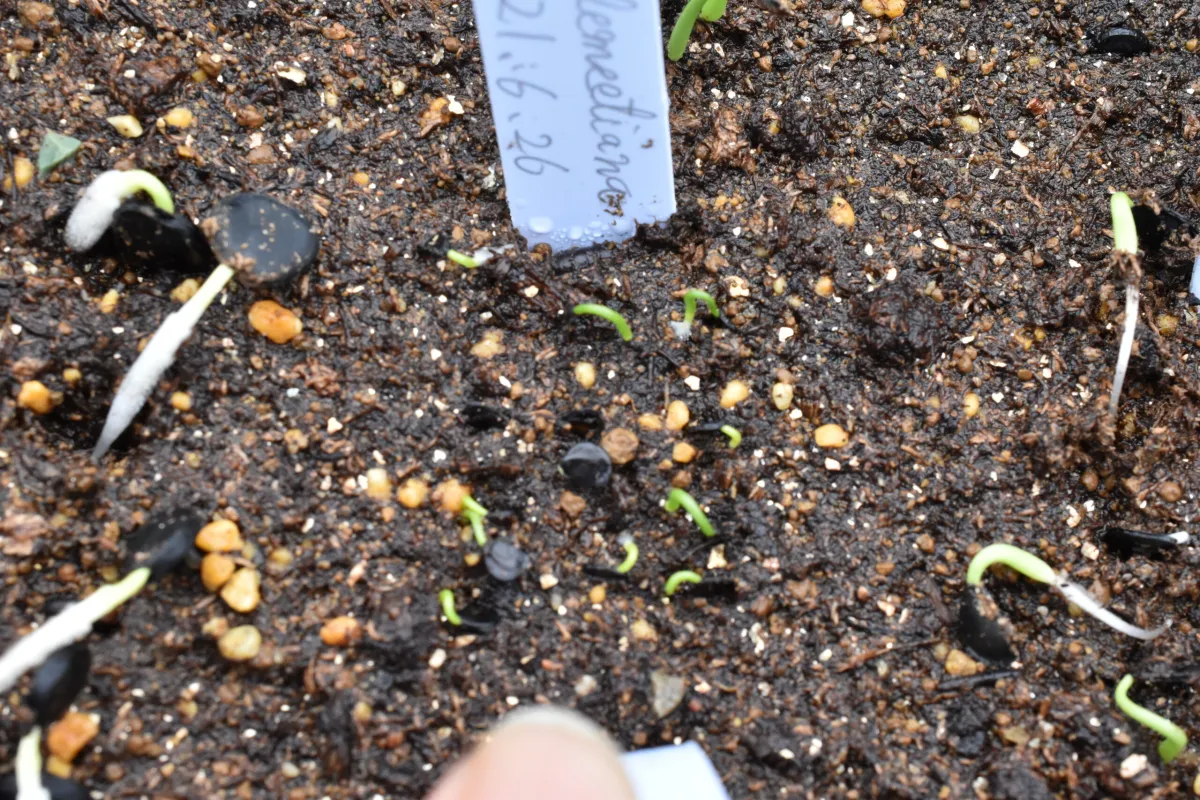 Agave ellemeetiana (アガベ エレミーティアナ)