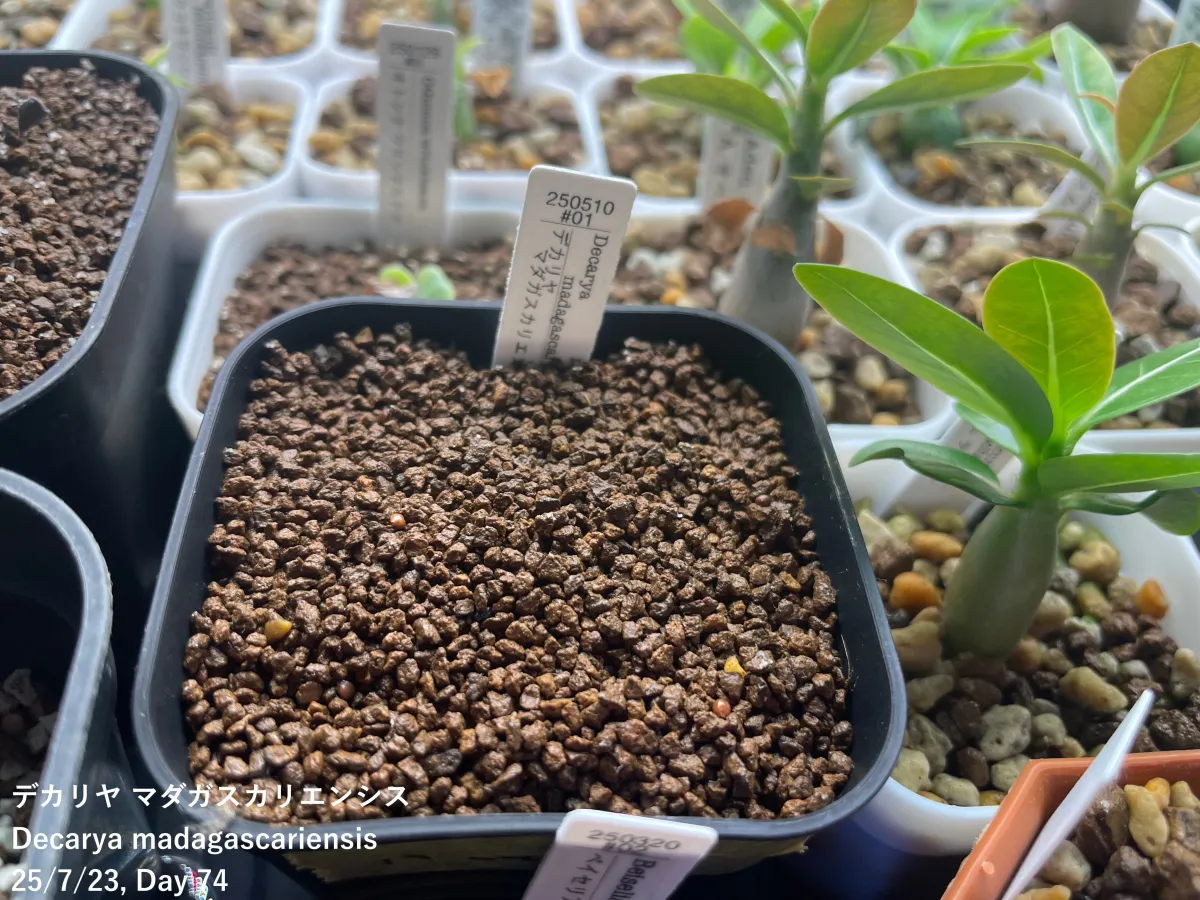 Decarya madagascariensis (デカリア マダガスカリエンシス)