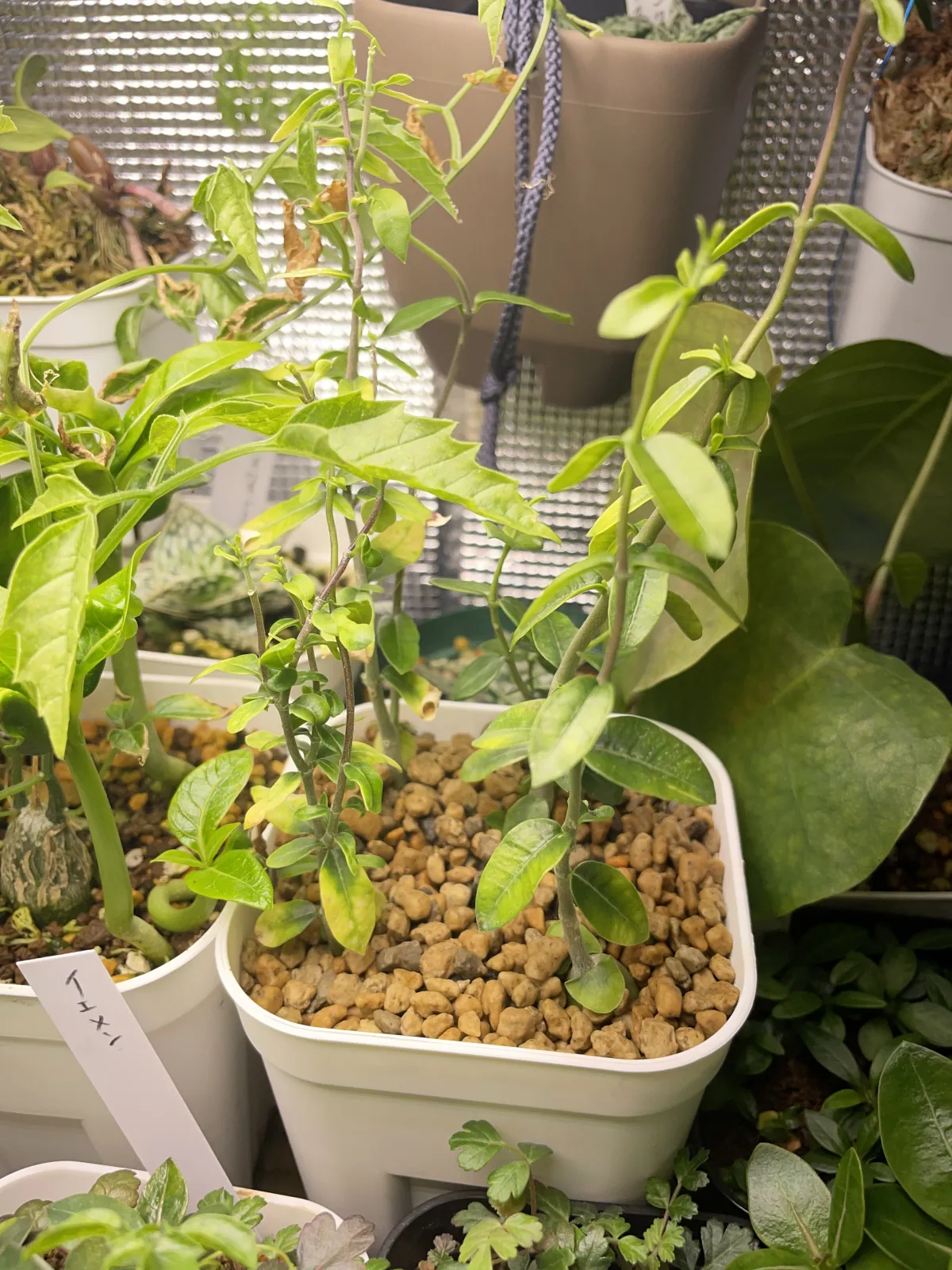 Fockea edulis (フォッケア 火星人)