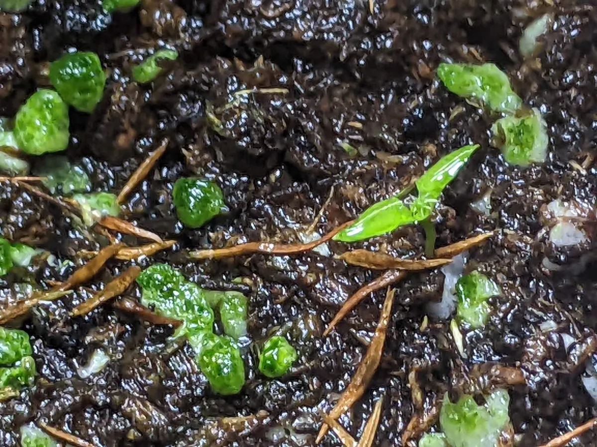 Nepenthes madagascariensis (ネペンテス マダガスカリエンシス)