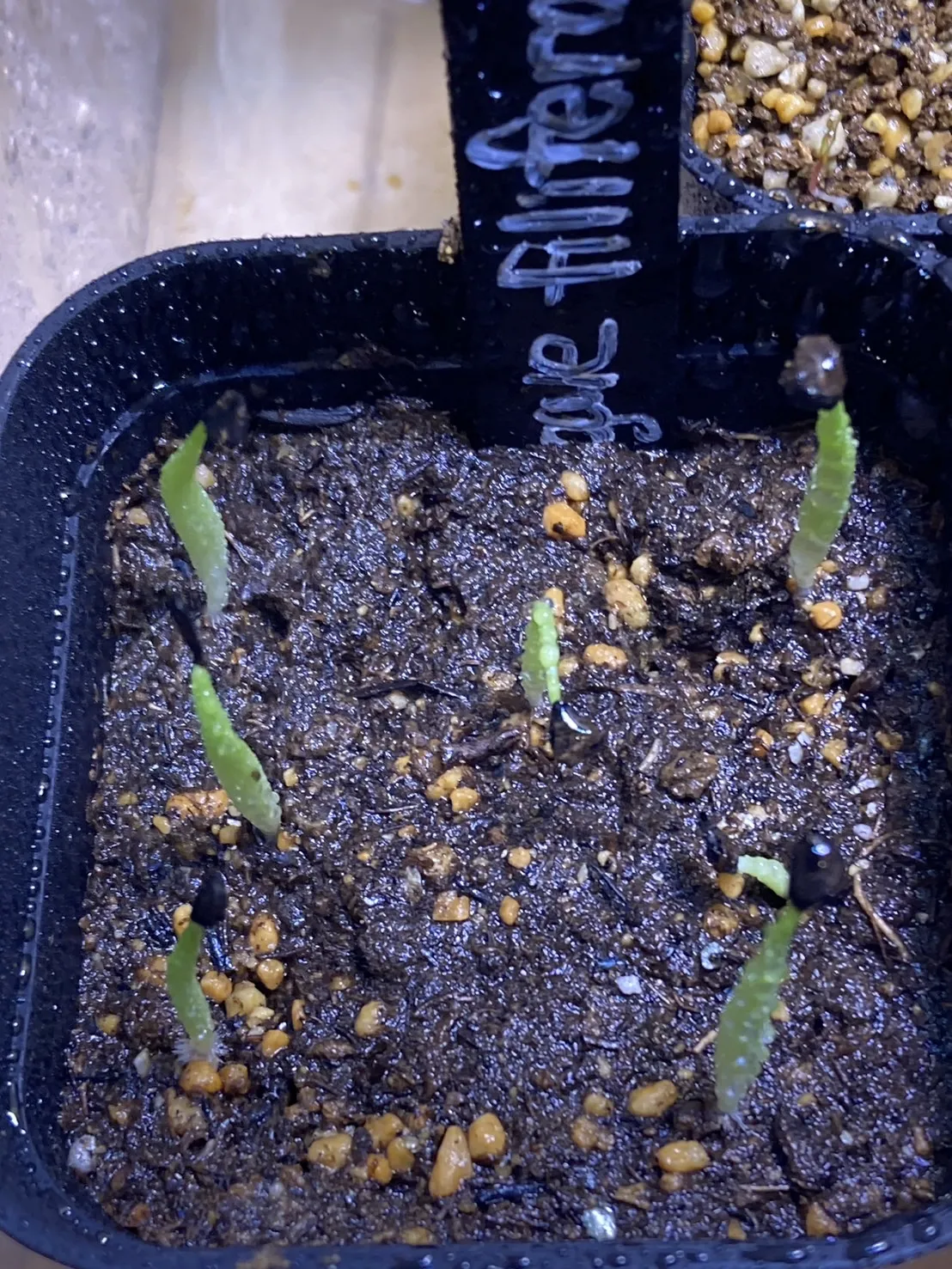 Agave filifera (アガベ フィリフェラ)