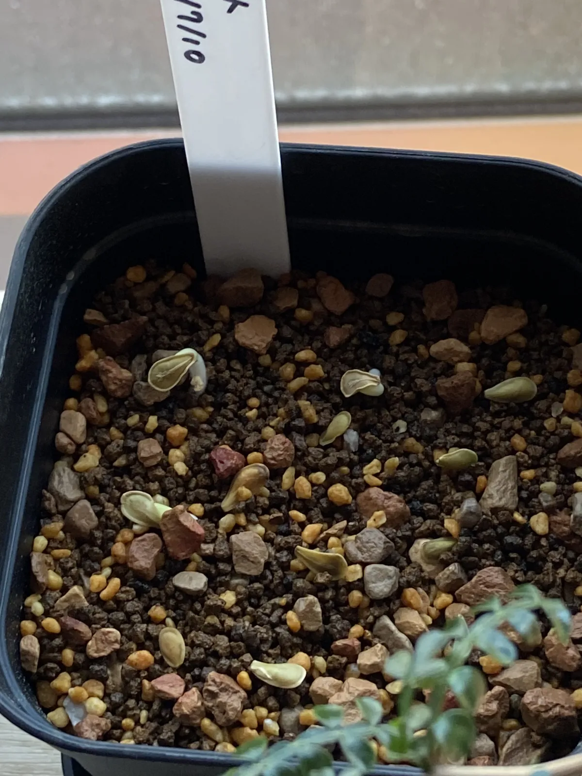 Fockea edulis (フォッケア 火星人)