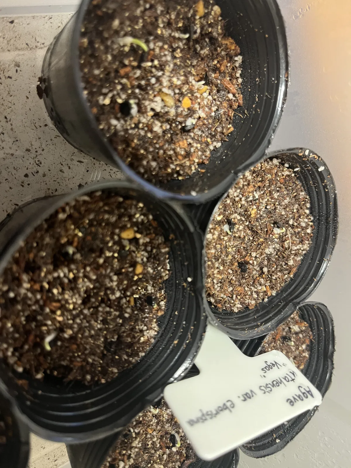 Agave utahensis ssp. utahensis (アガベ ユタエンシス)