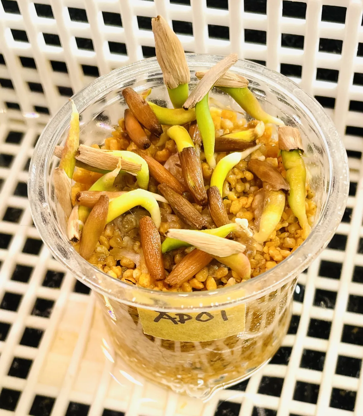 Adenium obesum (アデニウム オベスム)