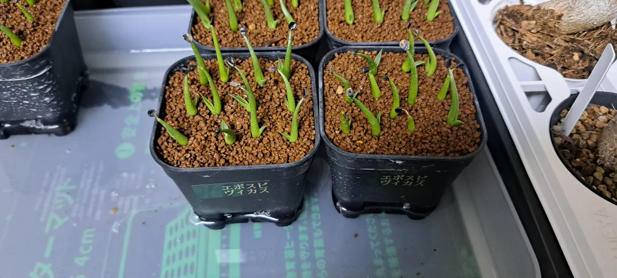 Agave utahensis var. eborispina 'Vegas' (アガベ エボリスピナ ヴェガス)