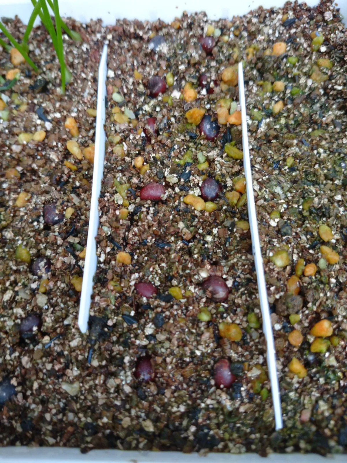 Washingtonia filifera (ワシントニア フィリフェラ)