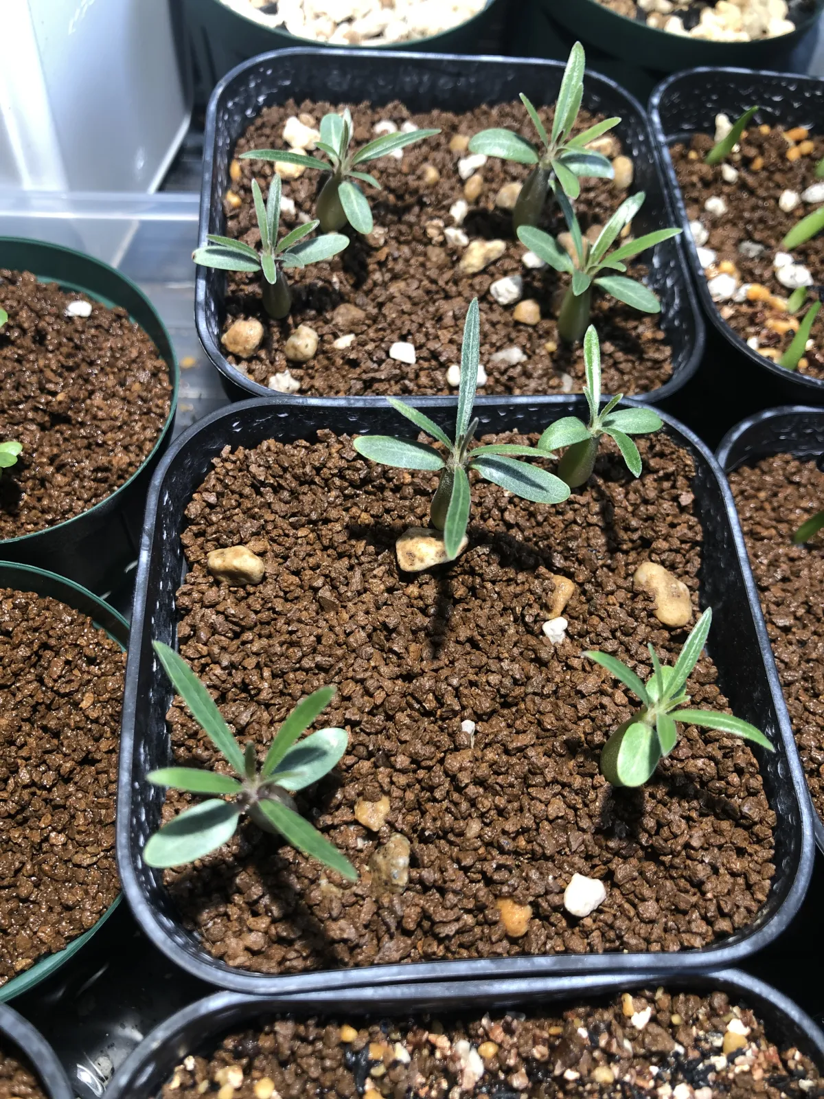 Pachypodium rosulatum var. gracilius (パキポディウム グラキリス)