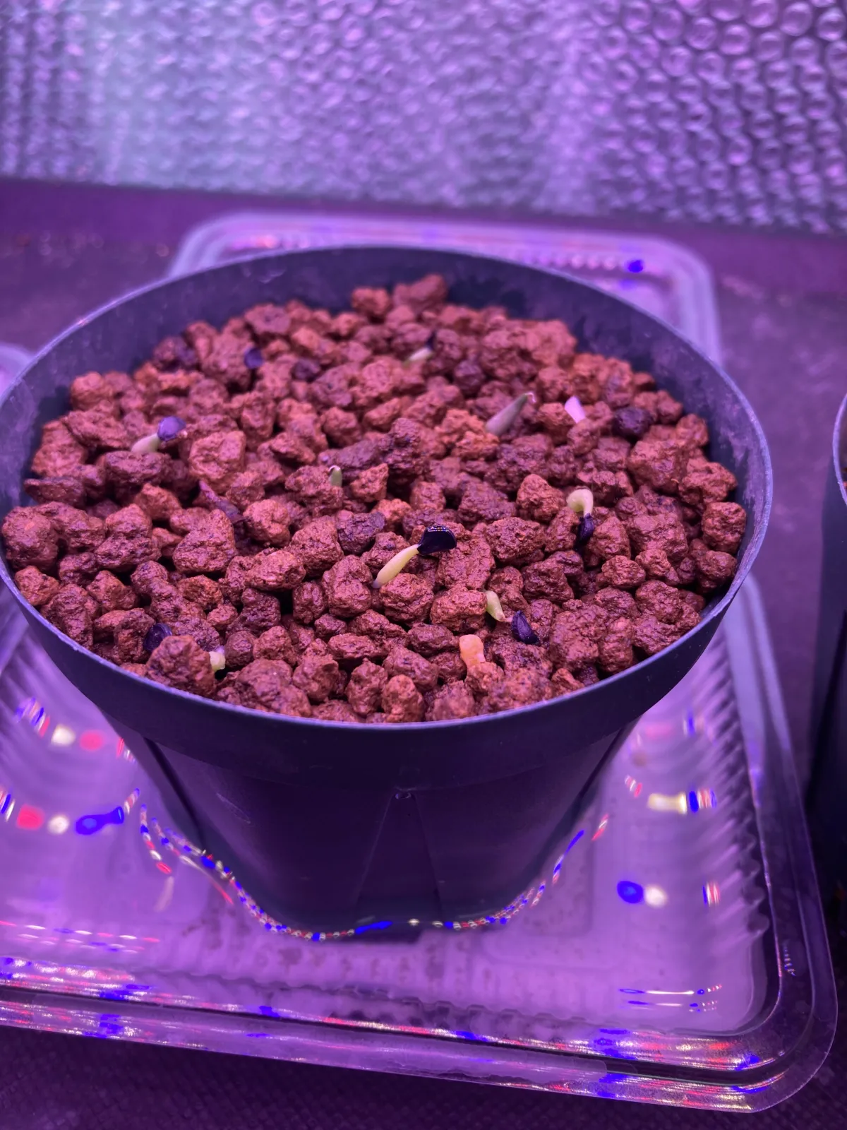 Agave oteroi (アガベ オテロイ)