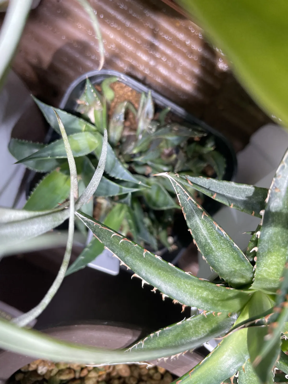 Agave utahensis ssp. utahensis (アガベ ユタエンシス)