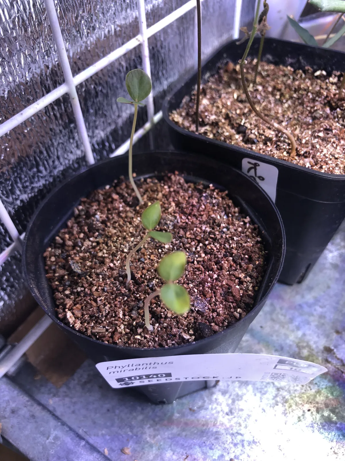 Phyllanthus mirabilis (フィランサス ミラビリス)