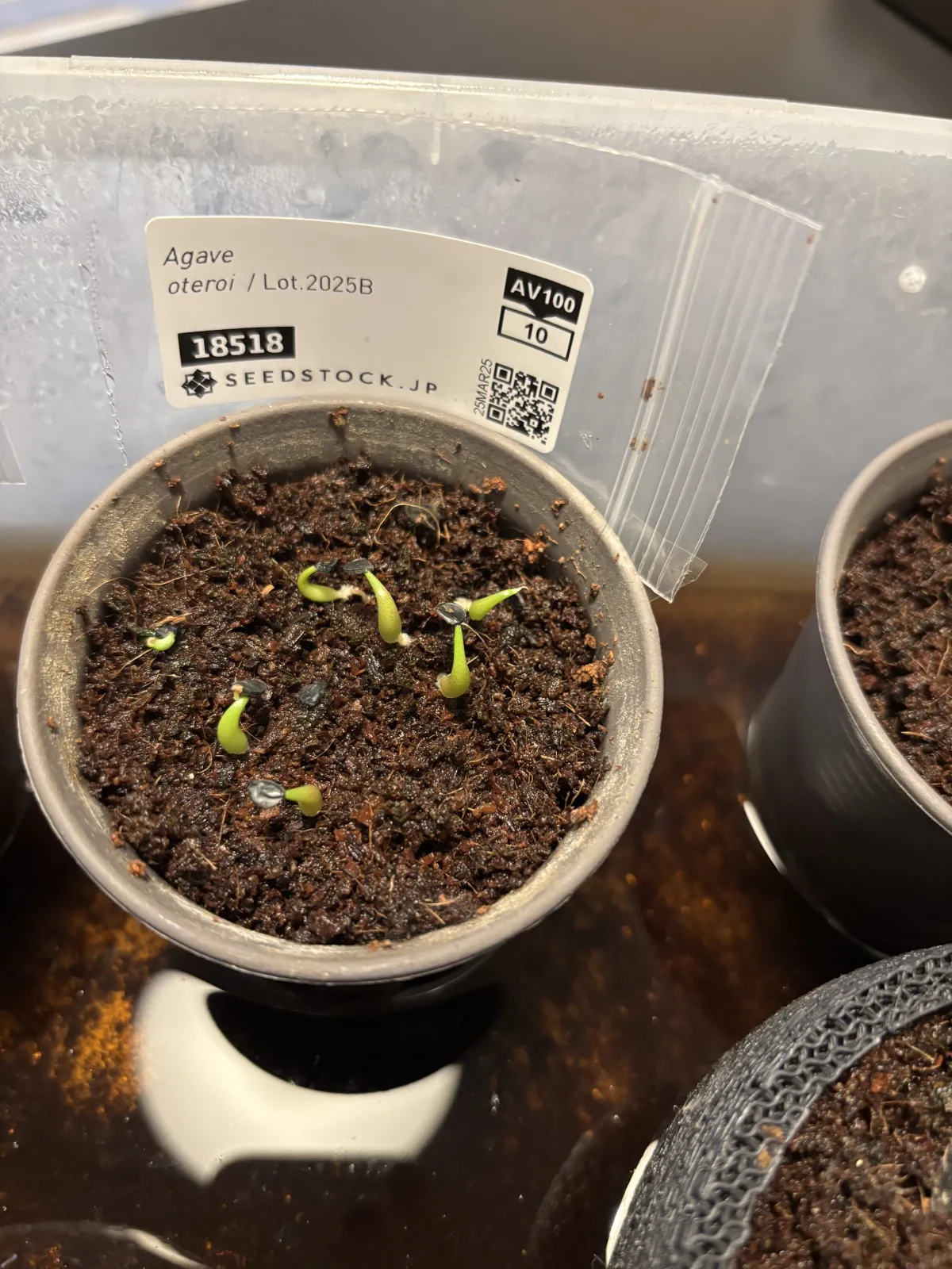 Agave oteroi (アガベ オテロイ)