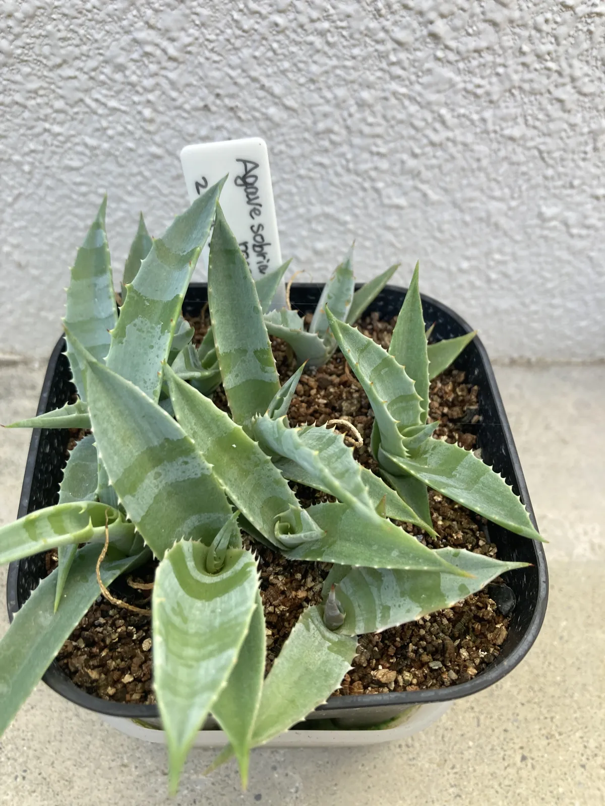 Agave sobria subsp. roseana (アガベ ソブリア ロゼアナ)