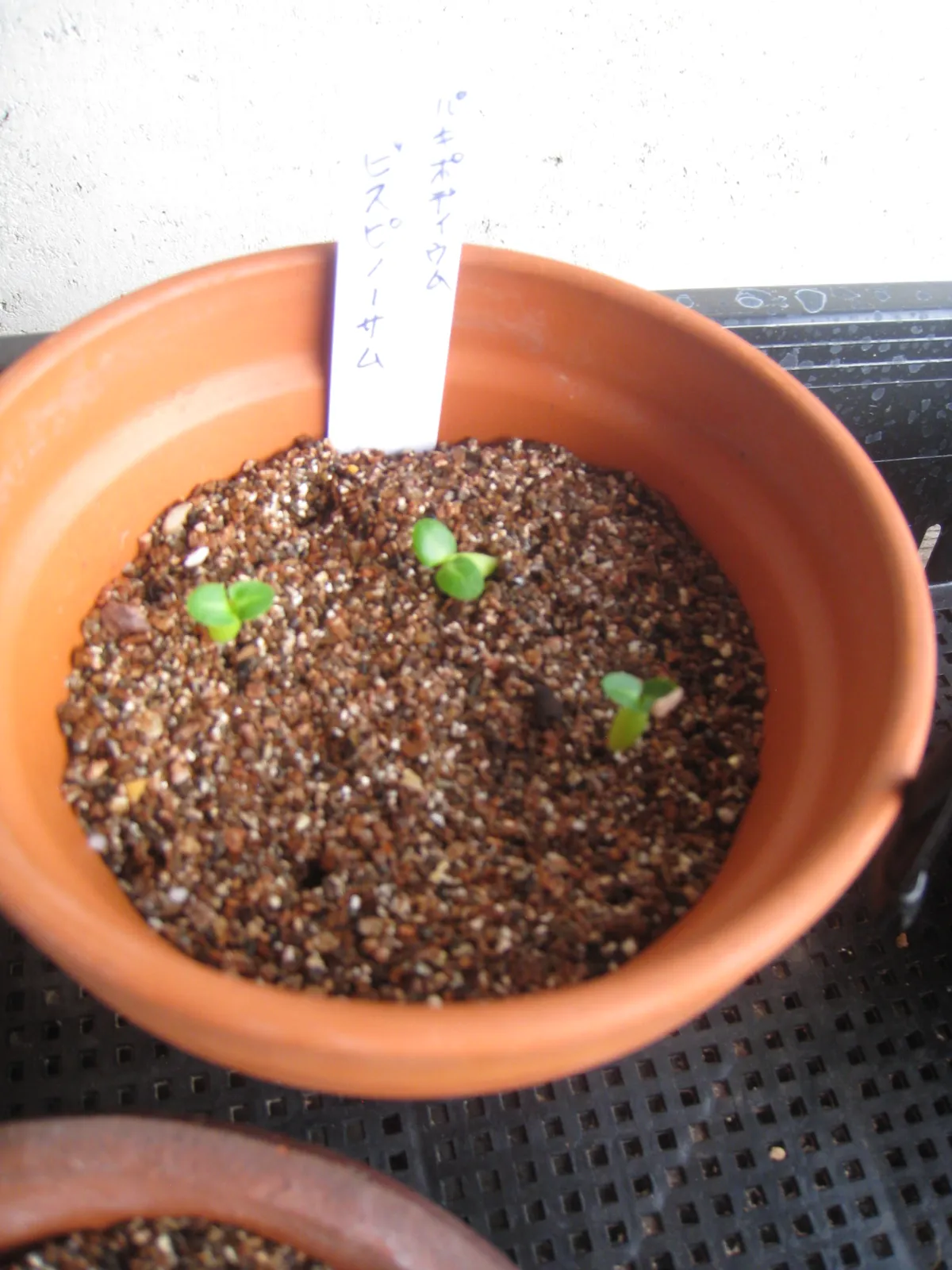 Pachypodium bispinosum (パキポディウム ビスピノーサム)