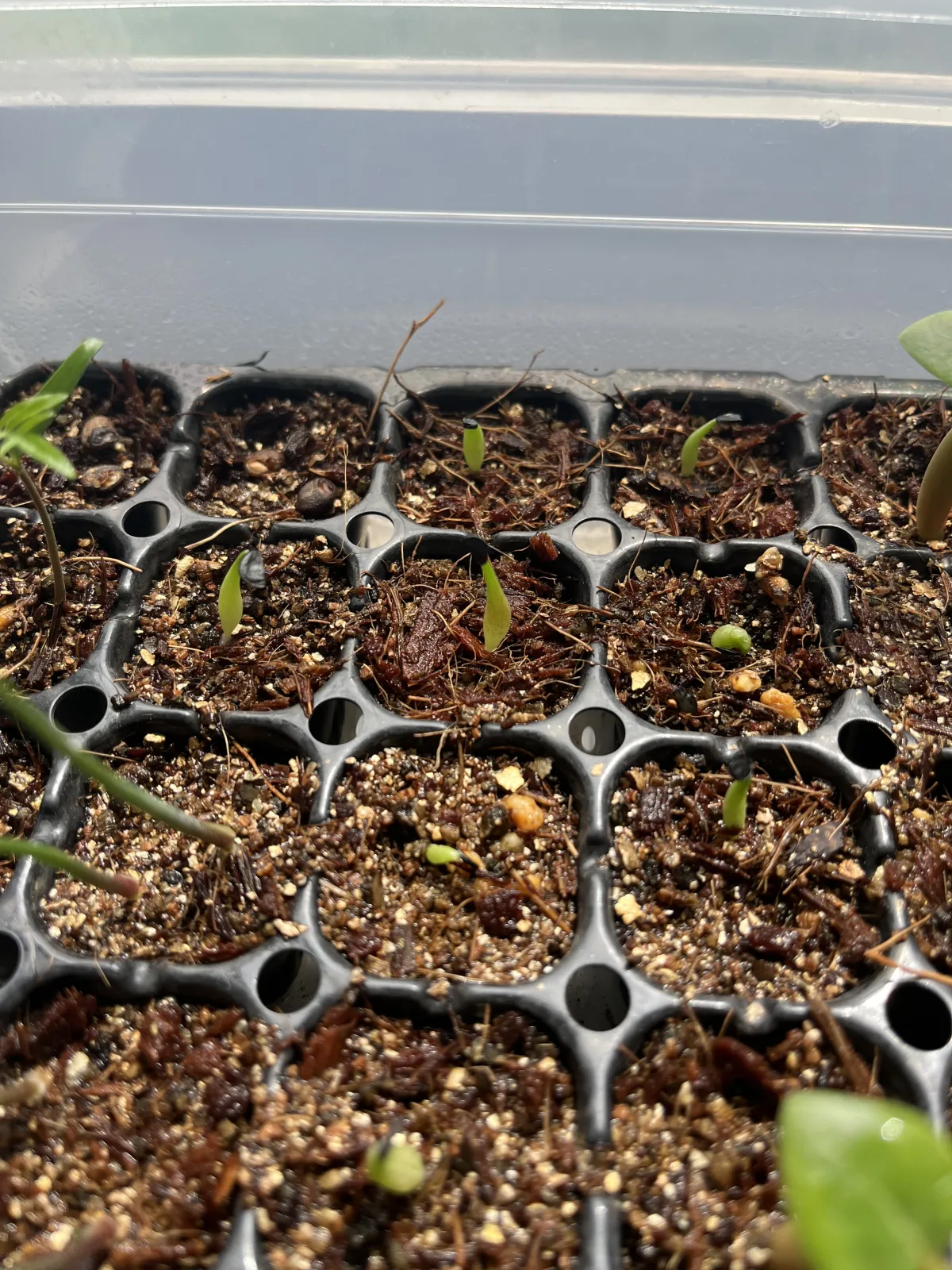 Agave oteroi (アガベ オテロイ)