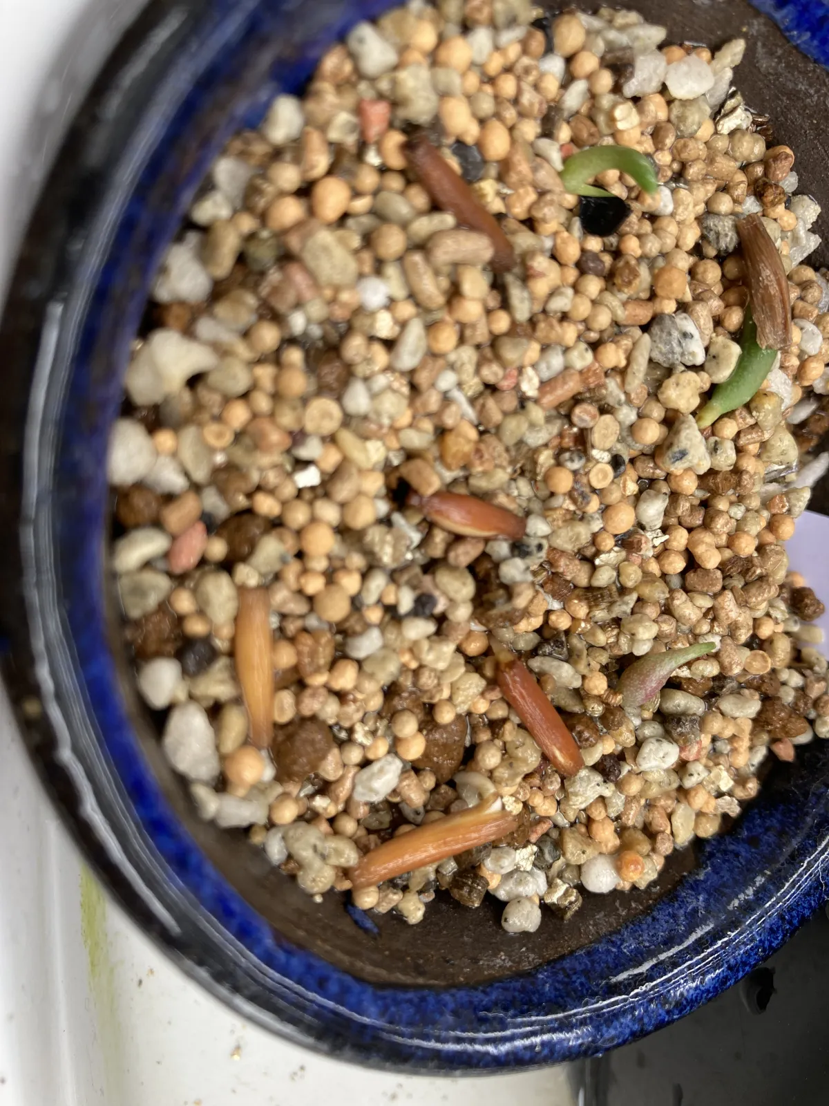 Adenium obesum (アデニウム オベスム)