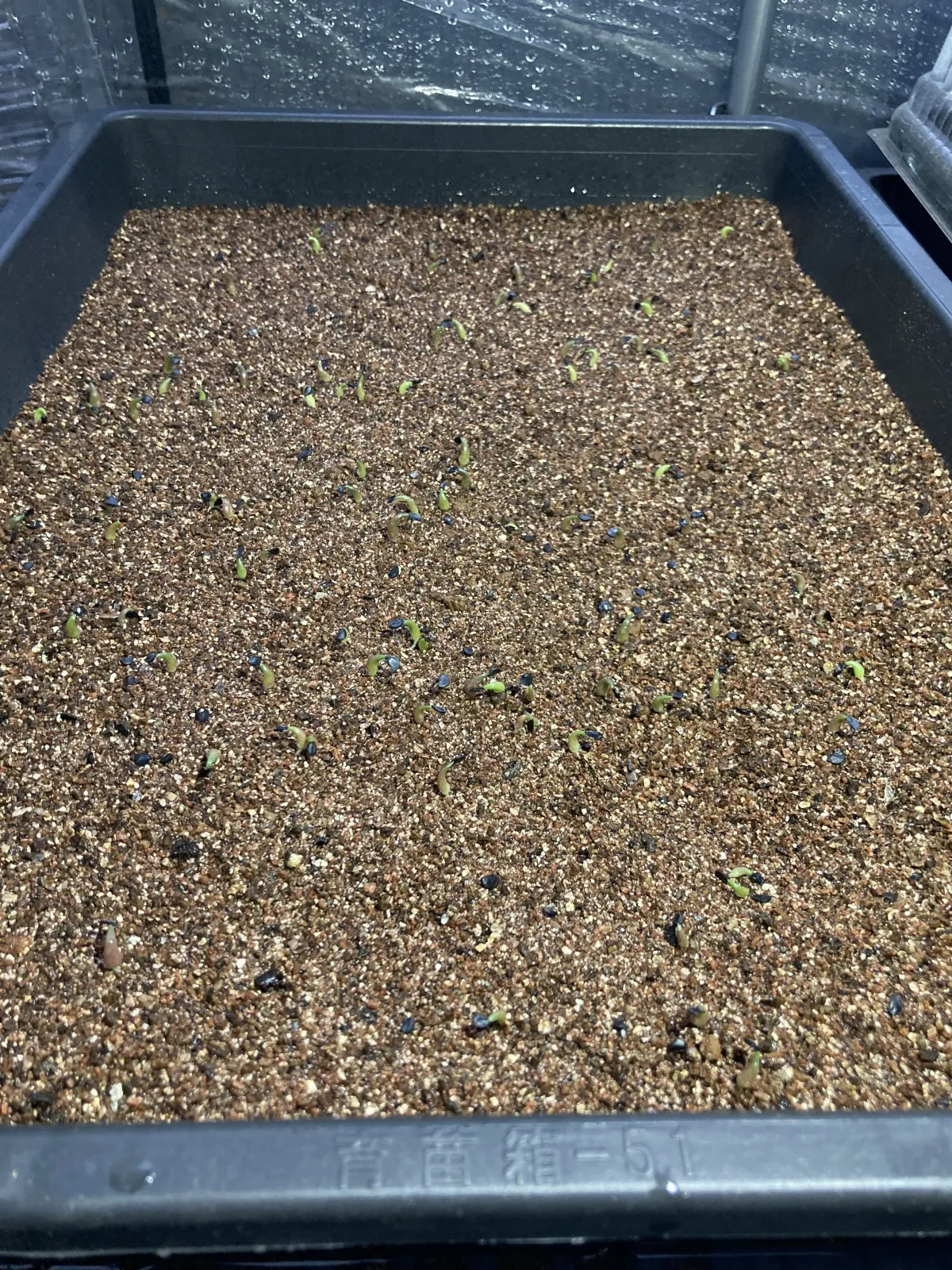 Agave oteroi (アガベ オテロイ)