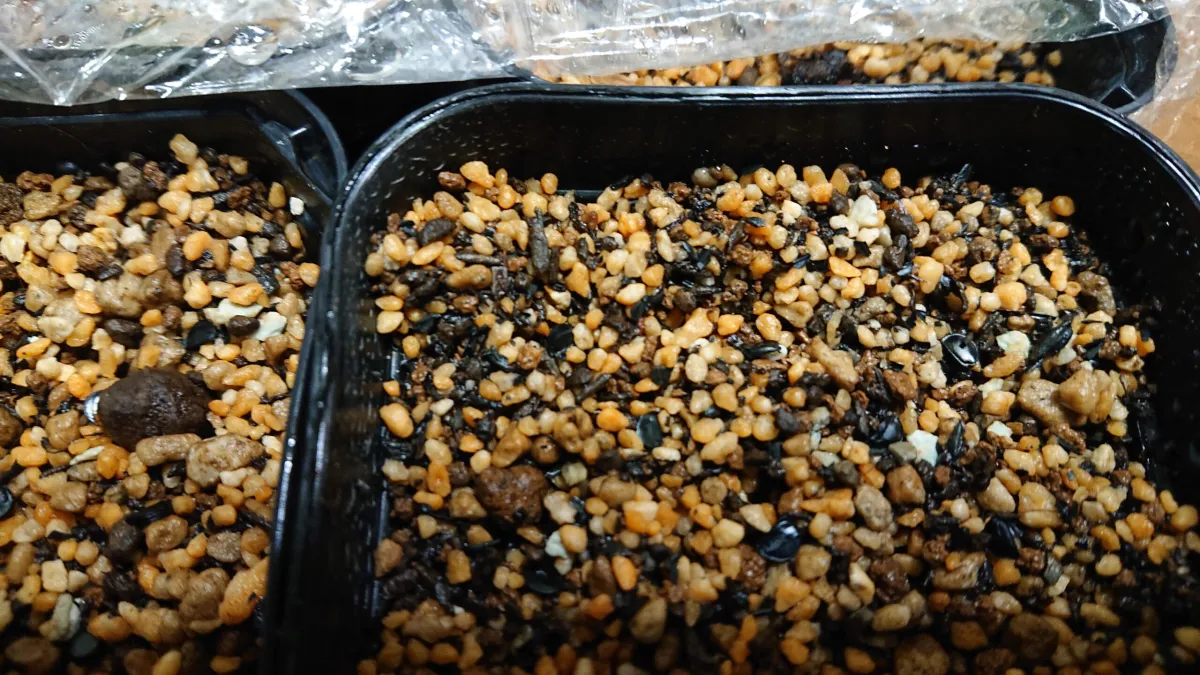 Agave titanota (アガベ チタノタ ドワーフ)