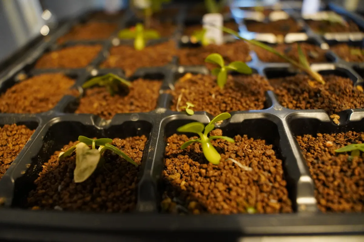 Pachypodium enigmaticum (パキポディウム エニグマチカム)