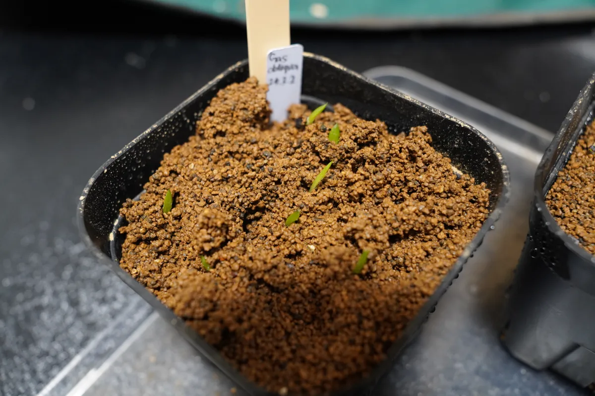 Gasteria obliqua (ガステリア オブリクア)