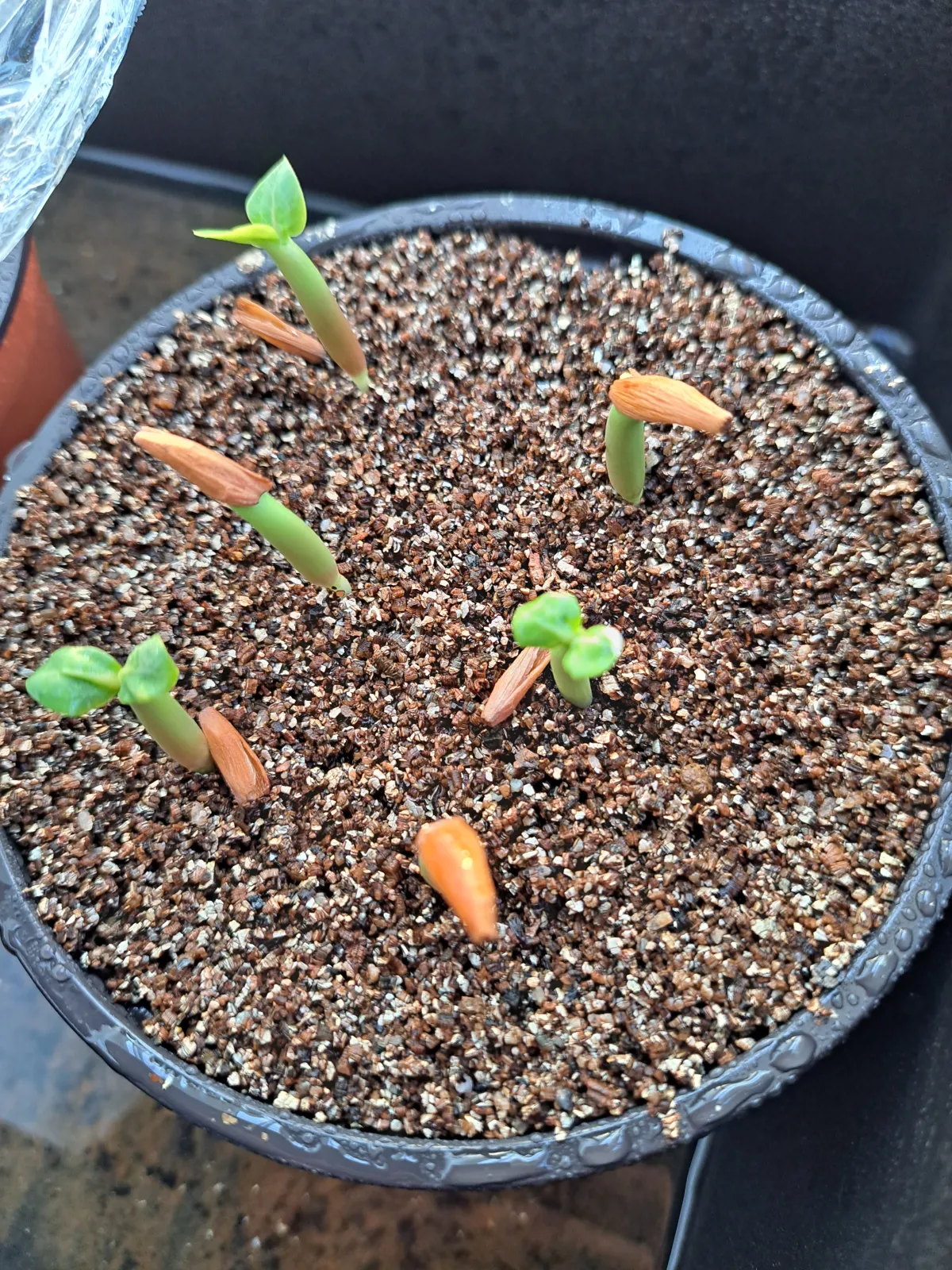 Adenium arabicum (アデニウム エイリアン)