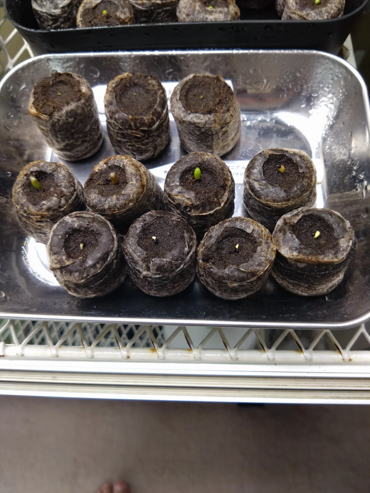 Uebelmannia pectinifera var. multicostata (ユーベルマニア ムルチコスタータ)