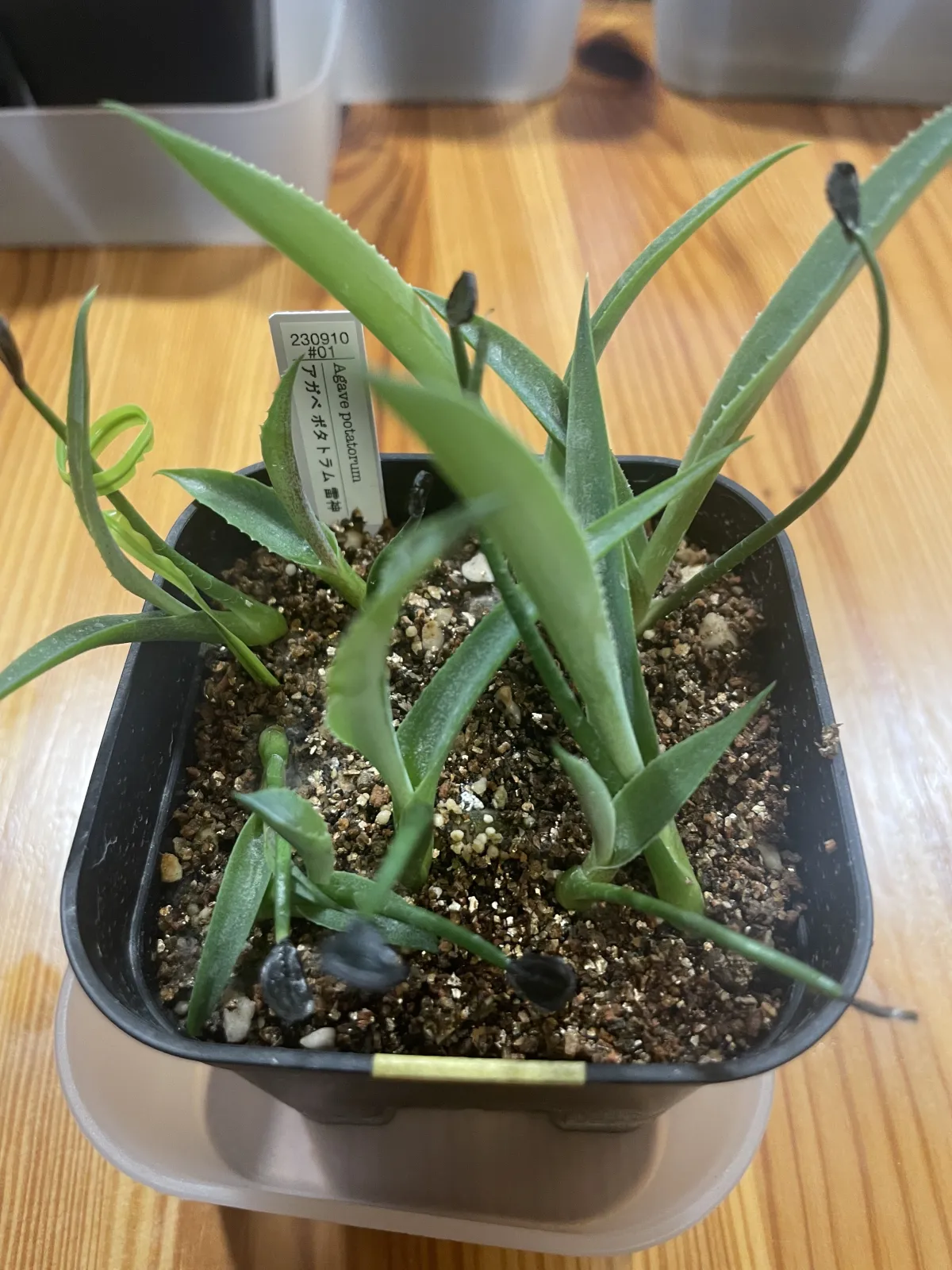 Agave potatorum (アガベ ポタトラム)