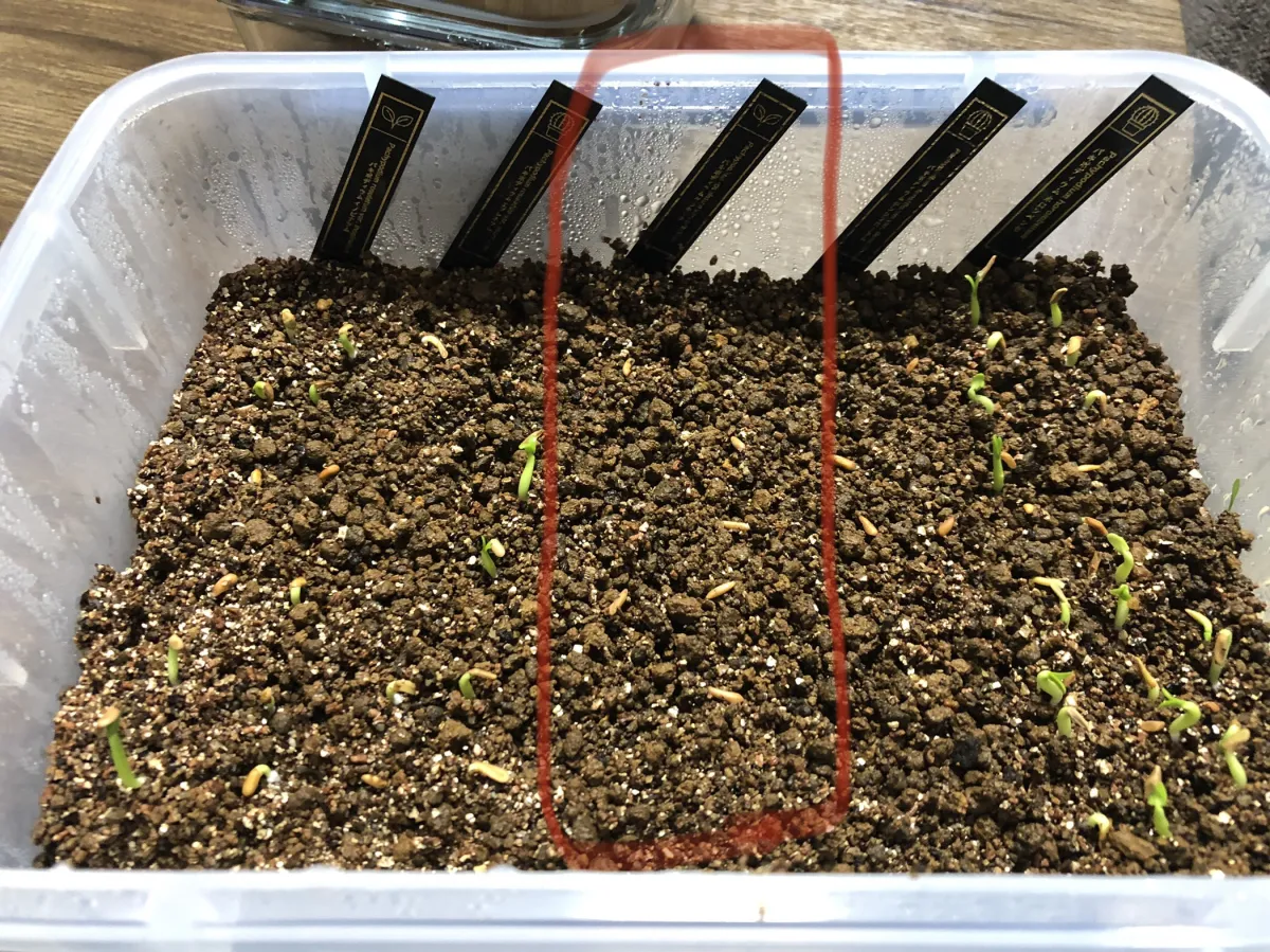 [無料種子] 発芽難 パキポディウム グラキリス　 Pachypodium rosulatum var. gracilius