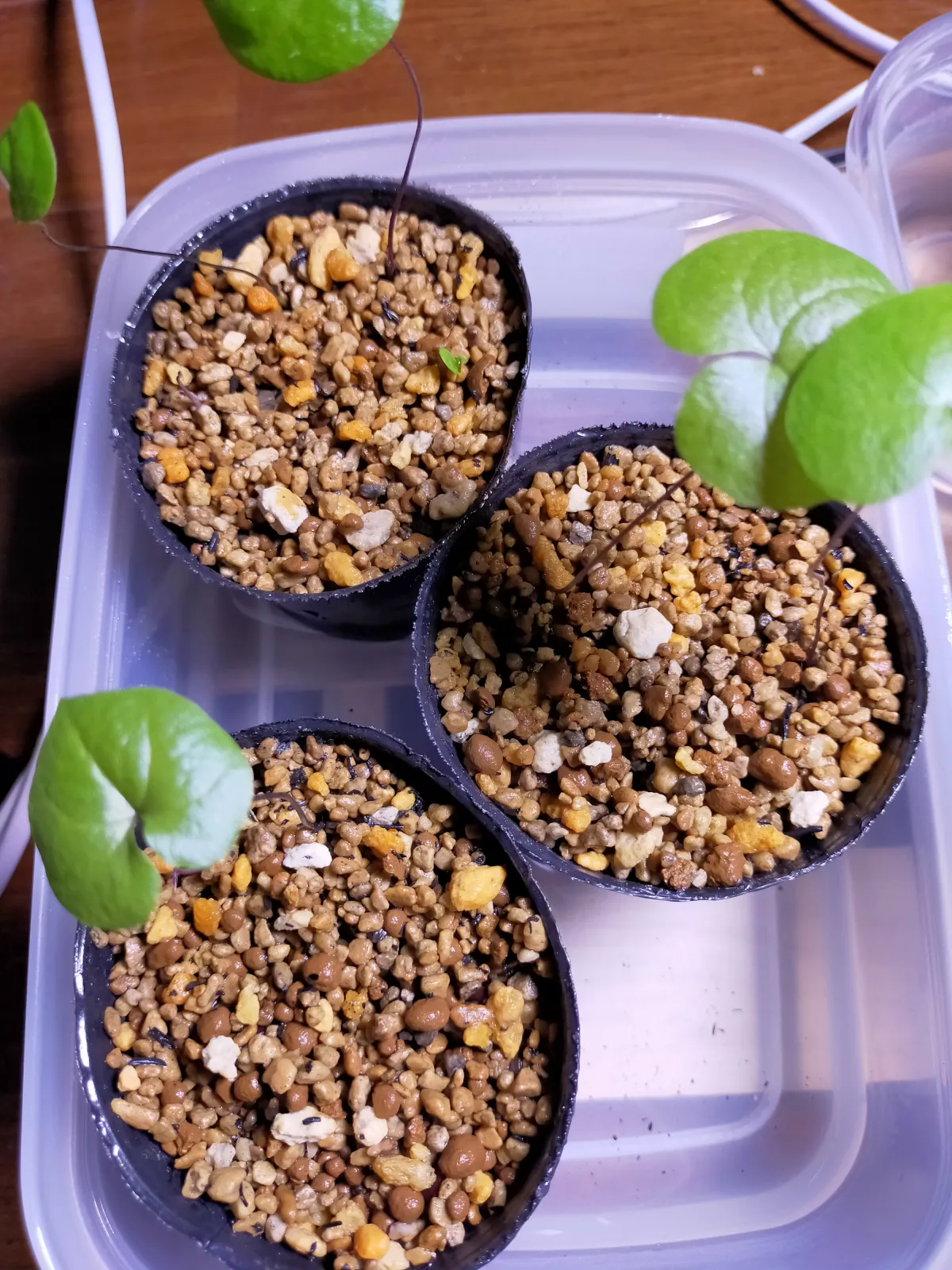 Dioscorea elephantipes (ディオスコレア エレファンティペス2023F)