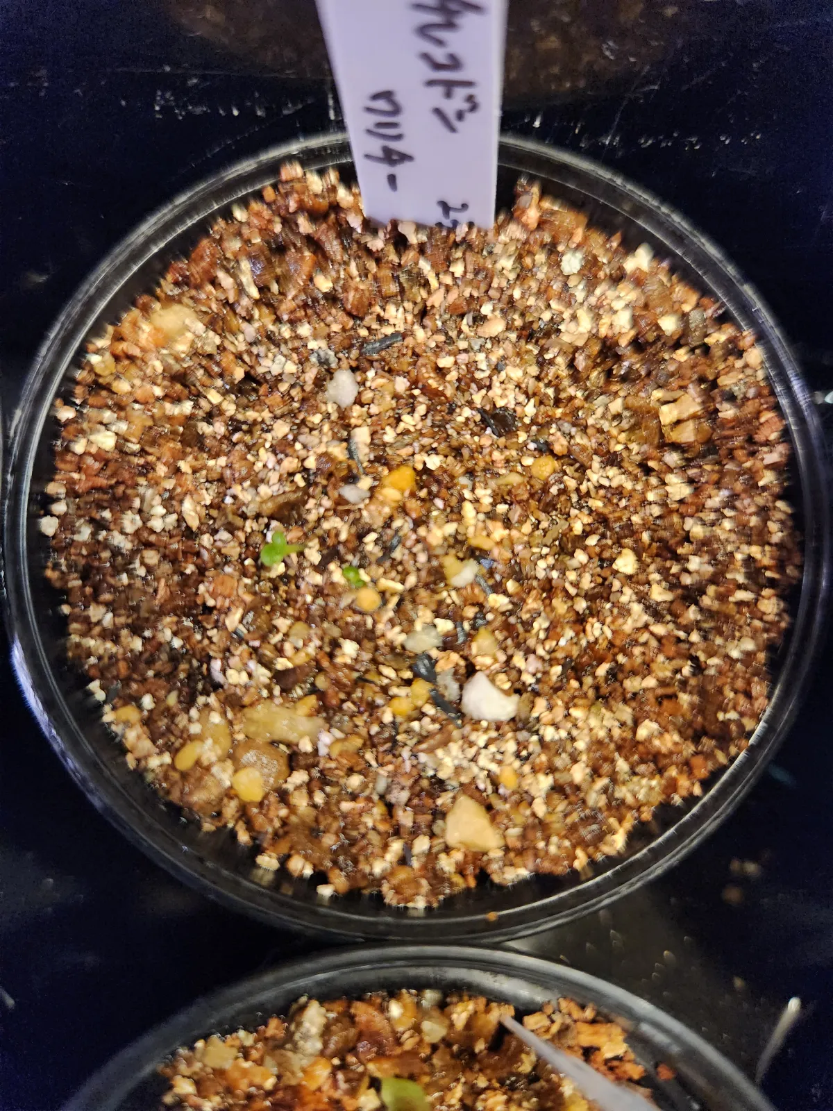 Tylecodon wallichii (ティレコドン ワリチー)