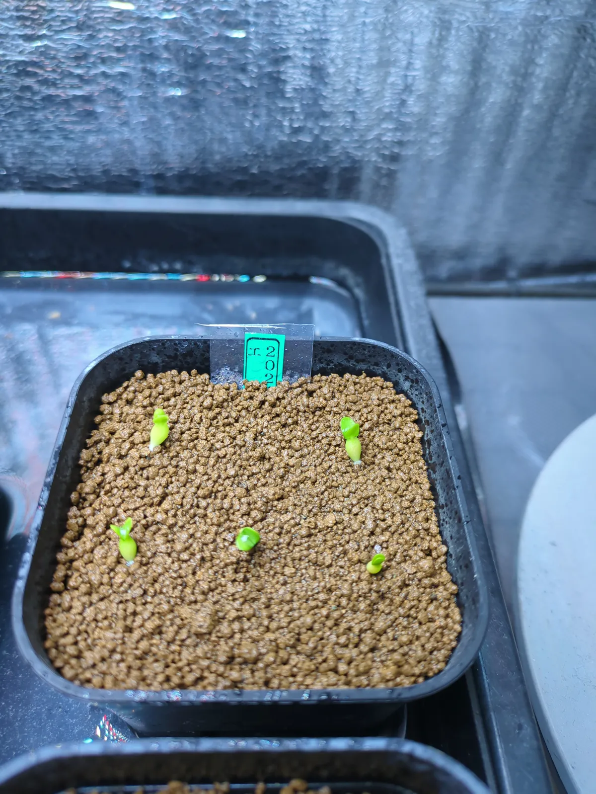 Pachypodium enigmaticum (パキポディウム エニグマチカム)