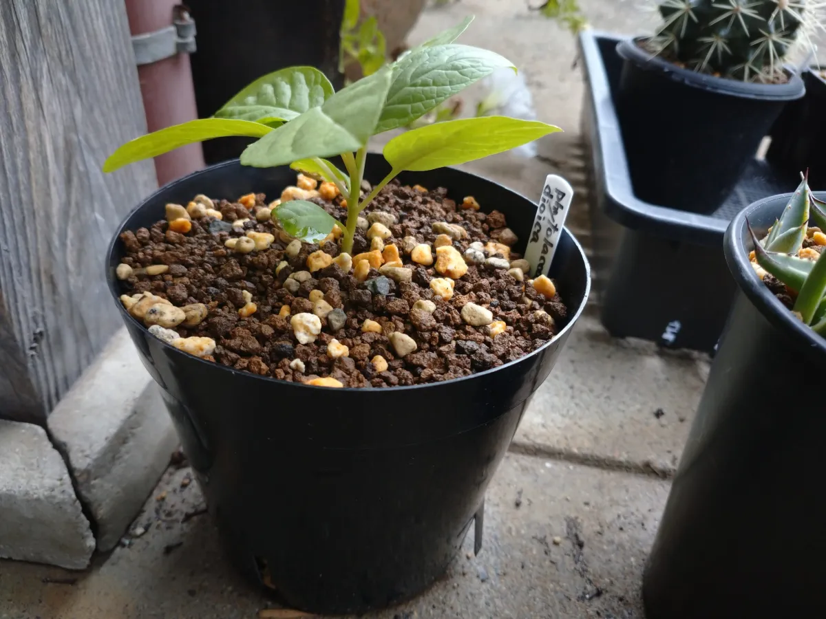 Phytolacca dioica (フィトラッカ ディオイカ)