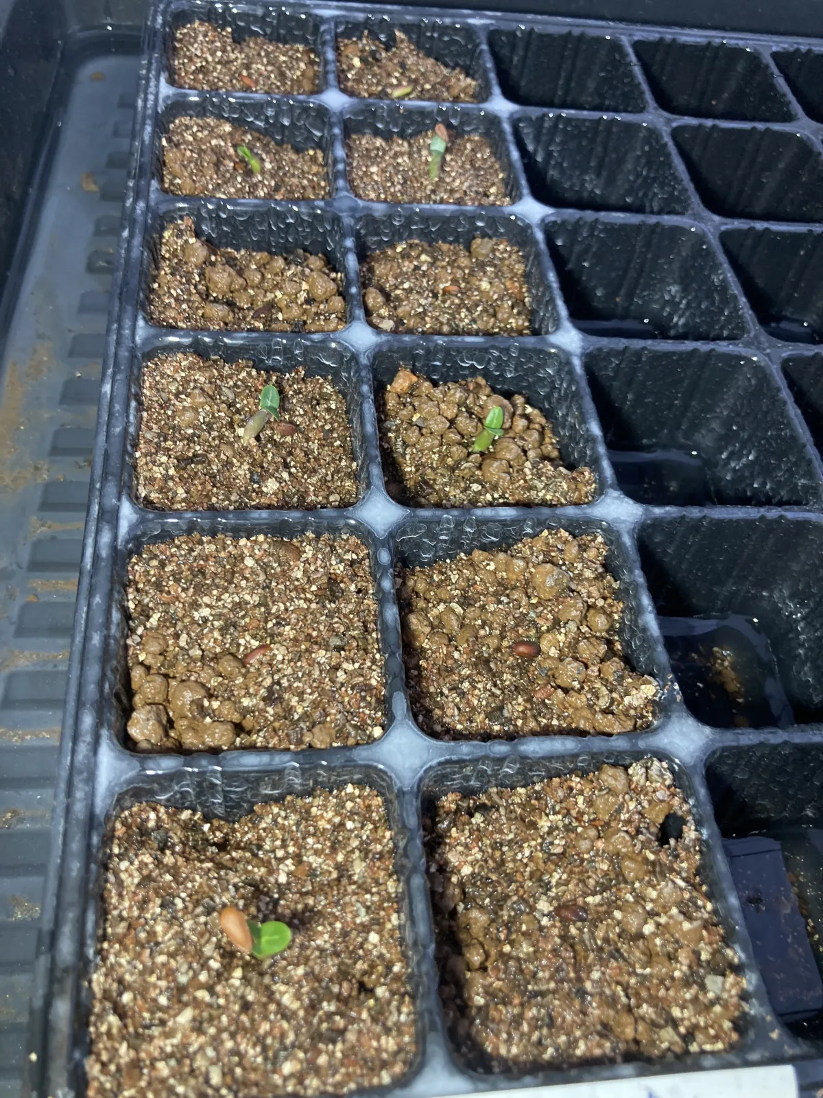 Pachypodium rosulatum var. inopinatum (パキポディウム イノピナツム)