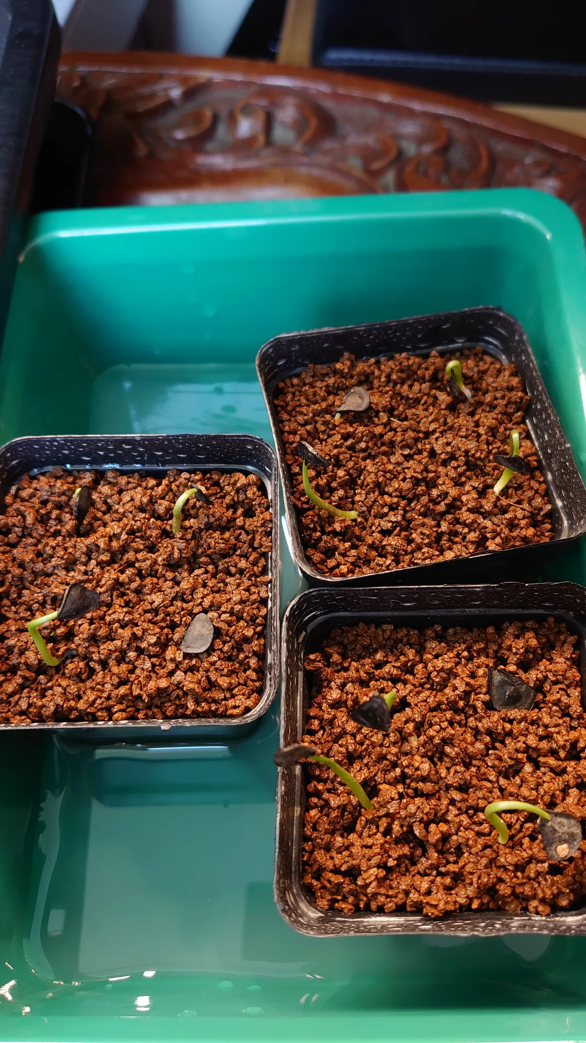 Agave titanota 'Blue' (アガベ チタノタブルー)