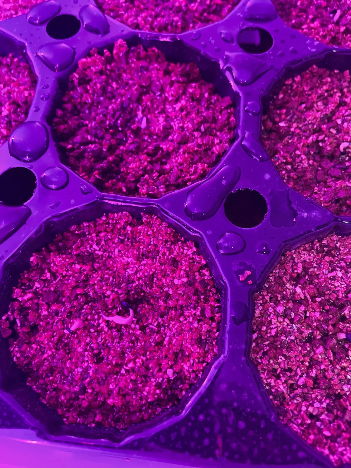 Agave titanota (アガベ チタノタ ドワーフ)