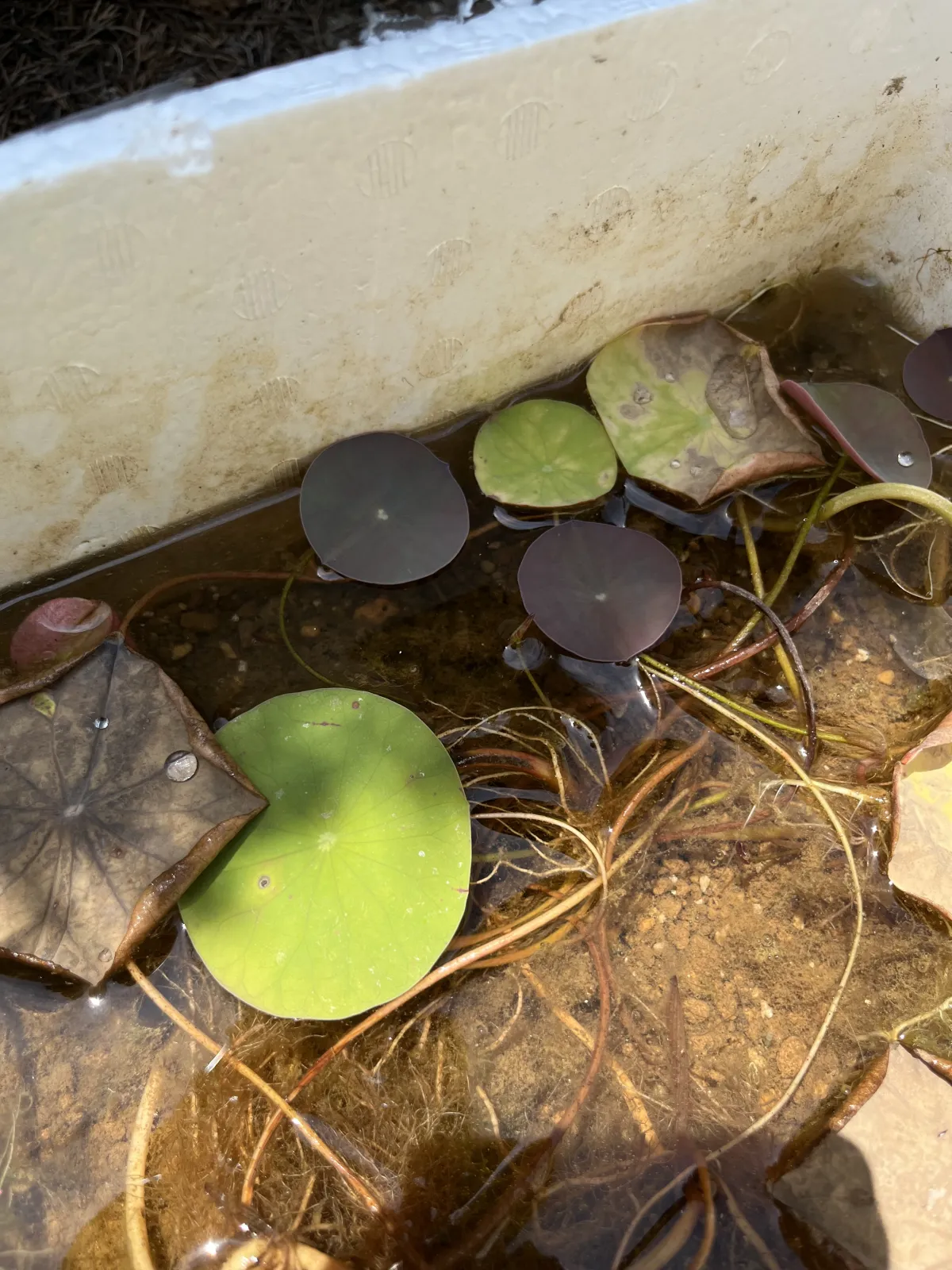 Nelumbo nucifera Red (ハス ヌキフェラ レッド)