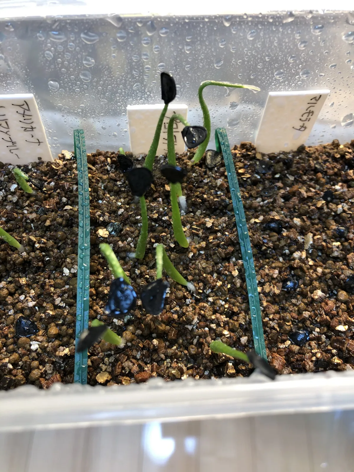 Agave americana ssp. protoamericana (アガベ プロトアメリカーナ)