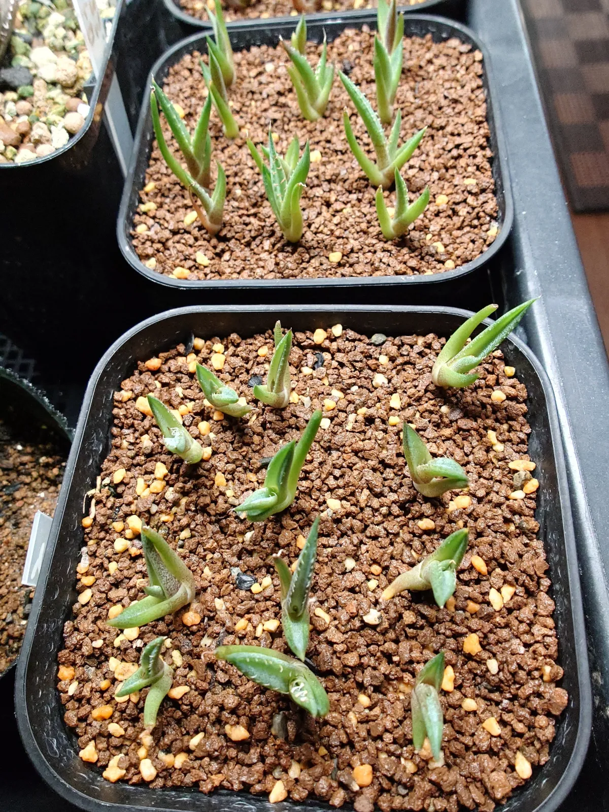 Agave horrida ssp. horrida (アガベ ホリダ)