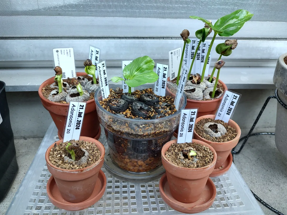 Adansonia gregorii (アダンソニア（バオバブ）グレゴリー)