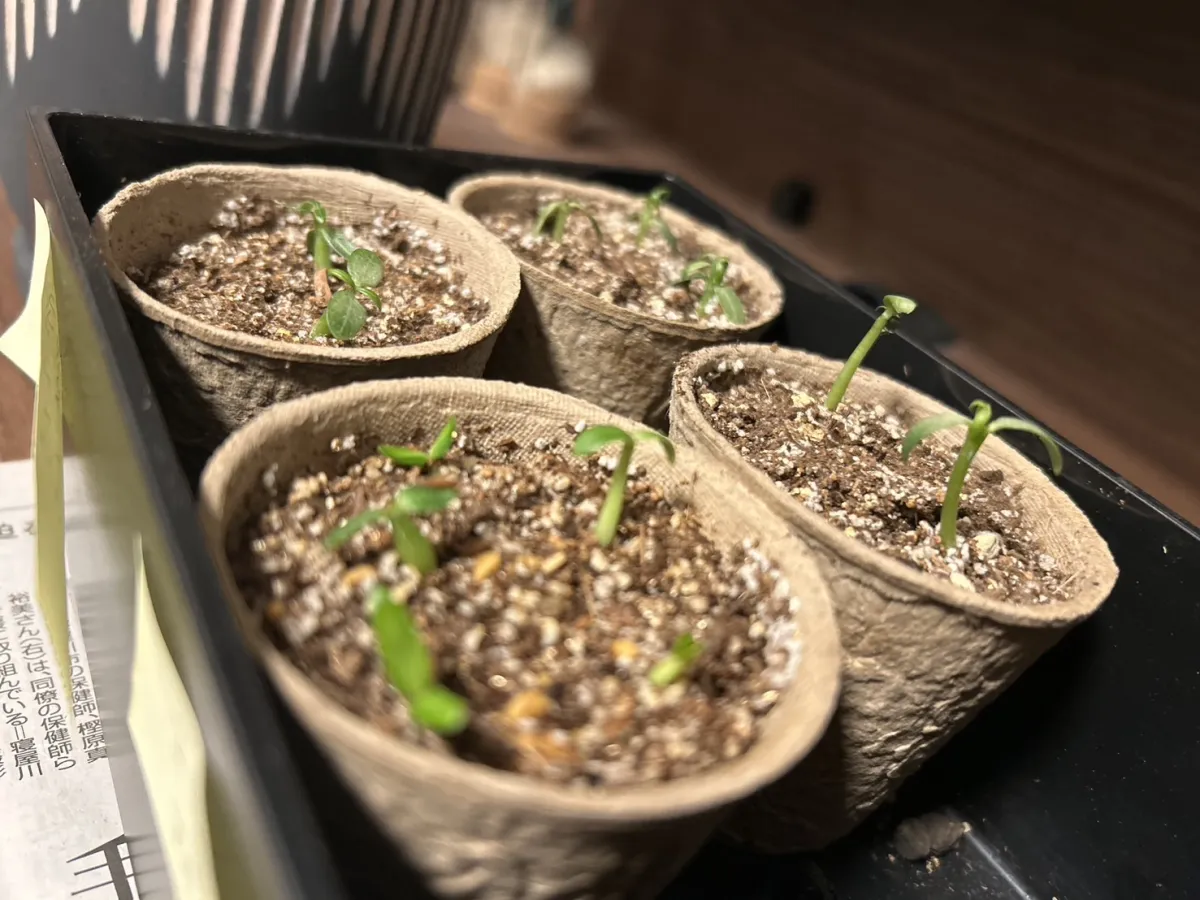 Pachypodium rosulatum var. gracilius (パキポディウム グラキリス)