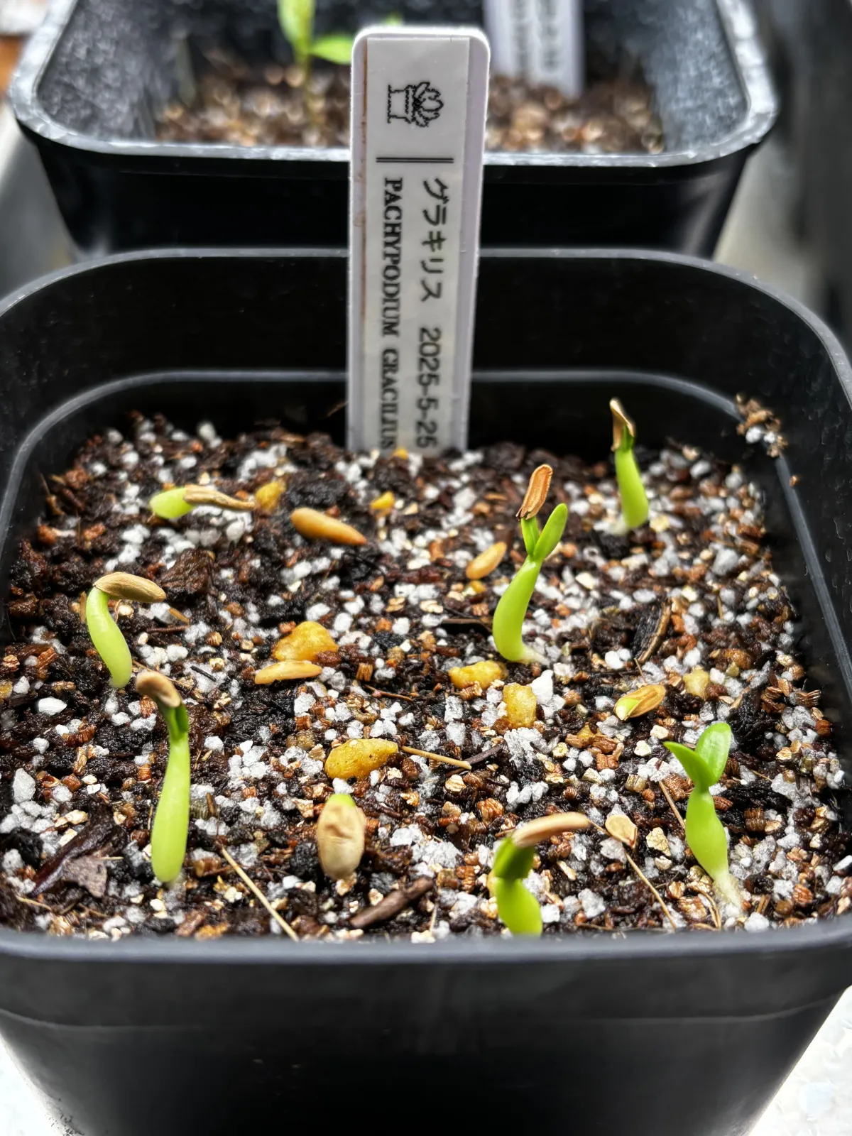 Pachypodium rosulatum var. gracilius (パキポディウム グラキリス)