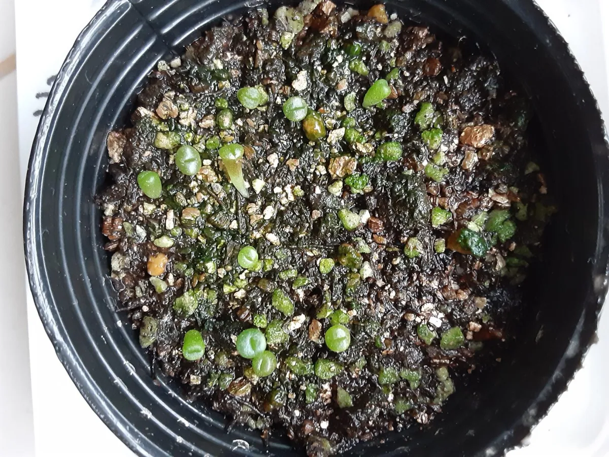 Lithops Mix (リトープス ミックス)