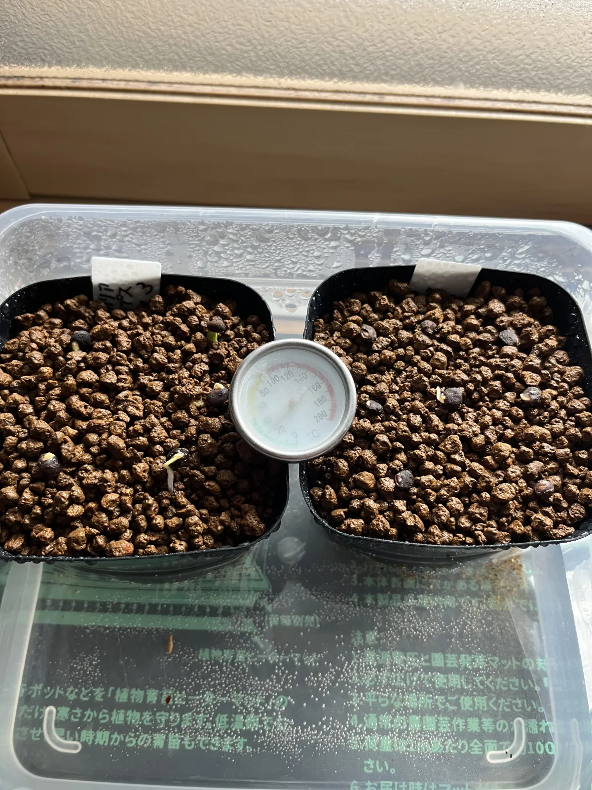 Operculicarya pachypus (オペルクリカリア パキプス)