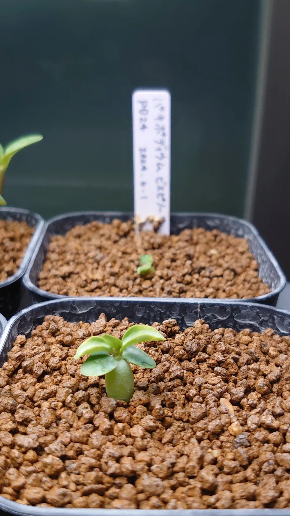 Pachypodium bispinosum (パキポディウム ビスピノーサム)