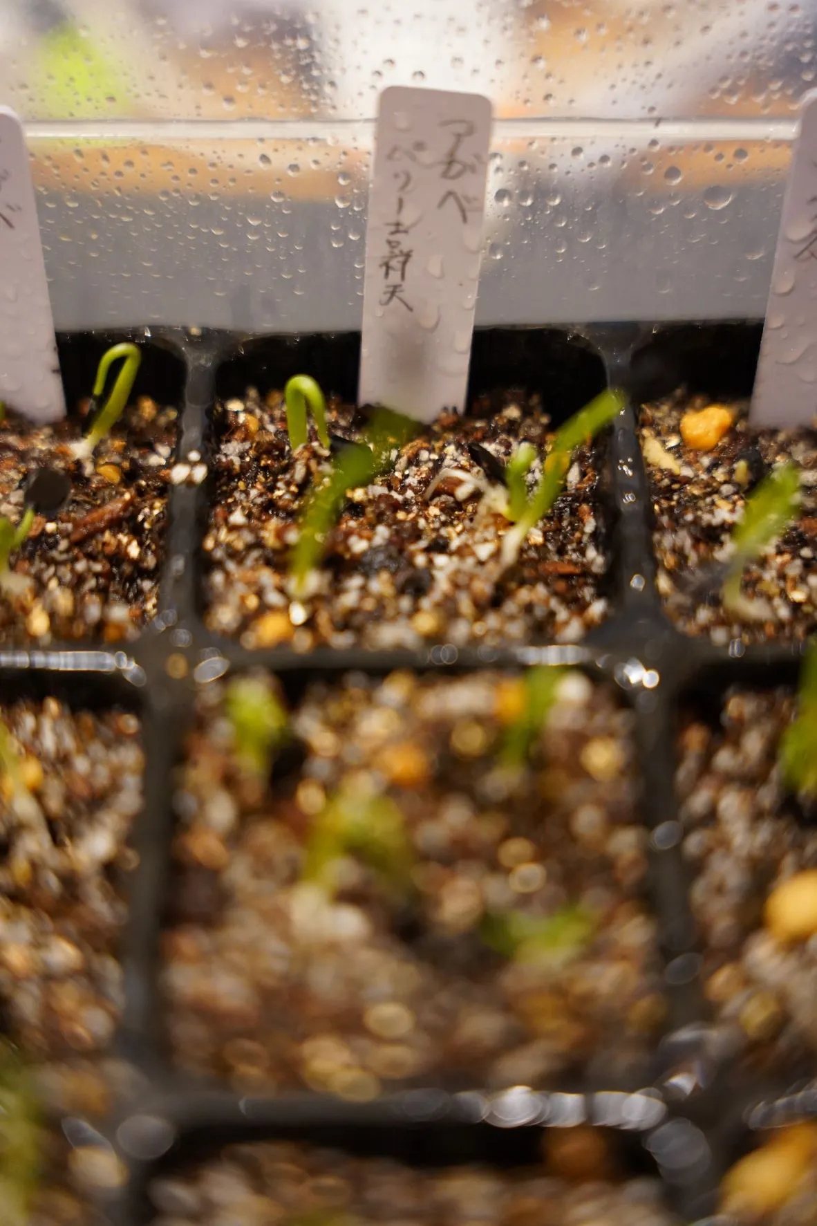 Agave parryi subsp. parryi (アガベ パリー)