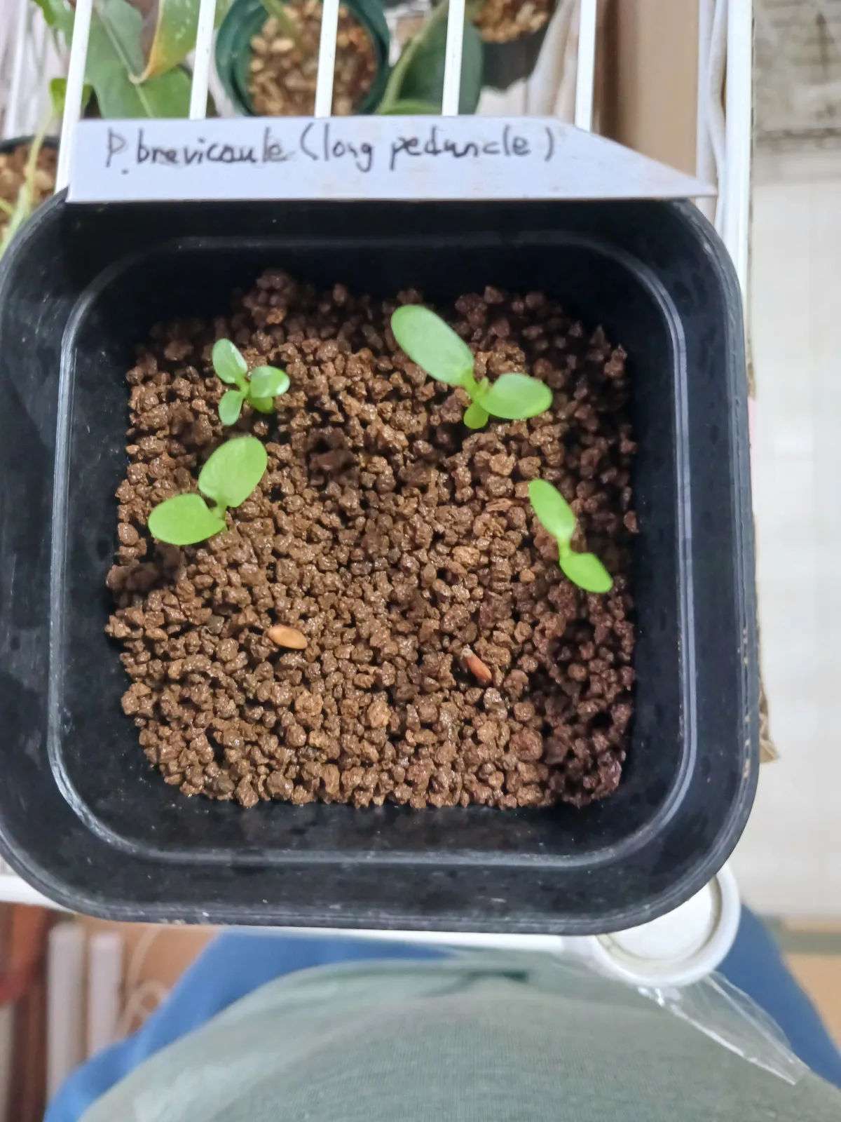 Pachypodium brevicaule (パキポディウム ブレビカウレ（長茎） ())