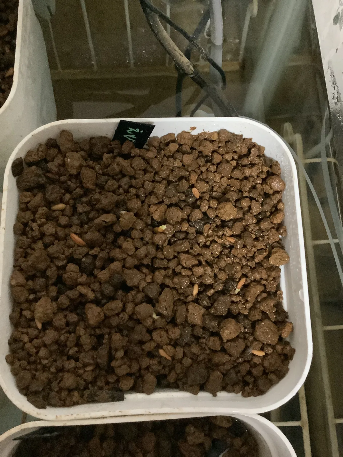 Pachypodium brevicaule subsp. leucoxanthum (パキポディウム レウコキサンツム)