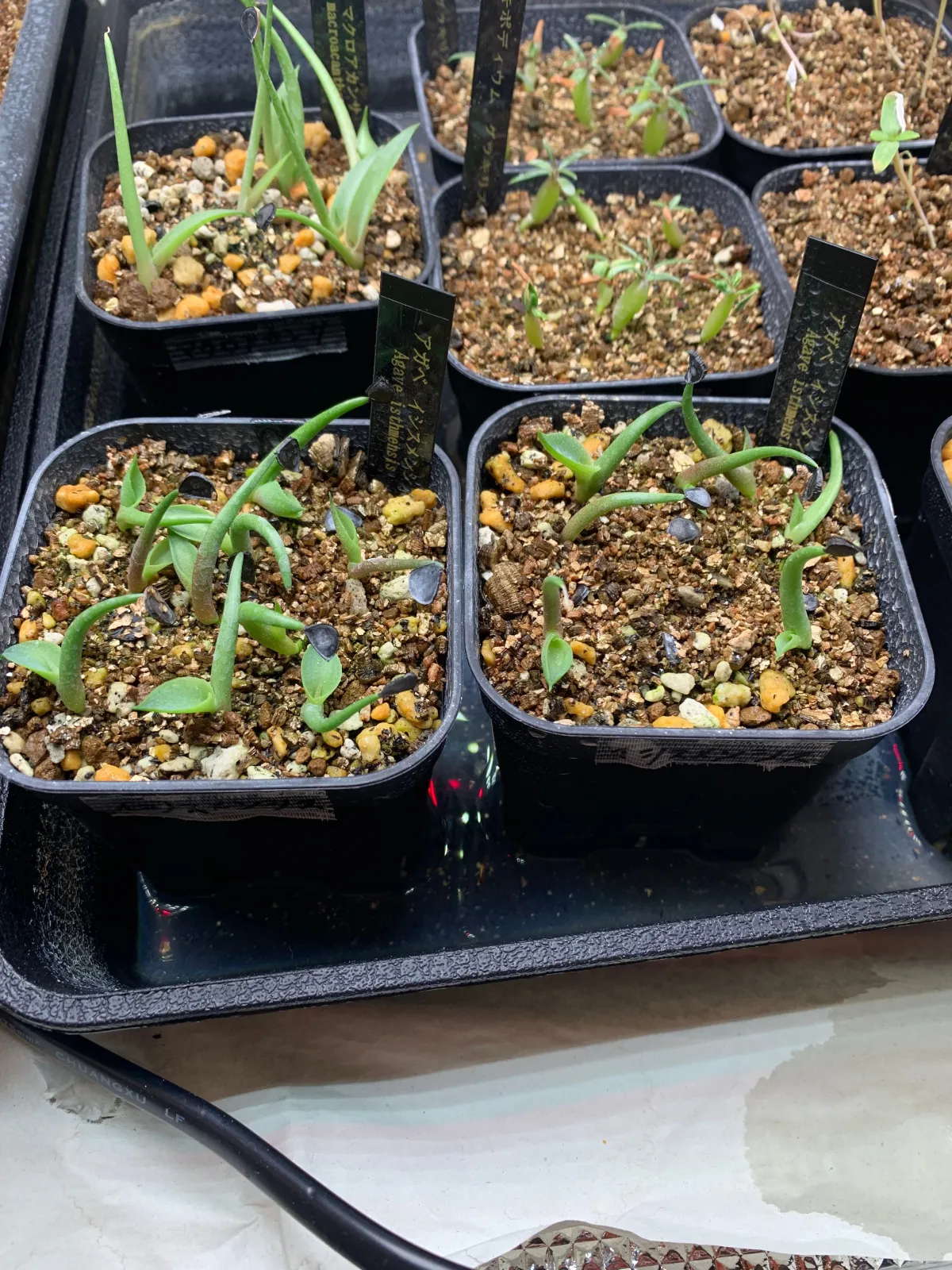 Agave isthmensis (アガベ イシスメンシス)