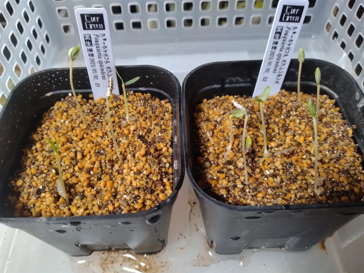 Fouquieria splendens ssp. splendens (フォークイエリア スプレンデンス)