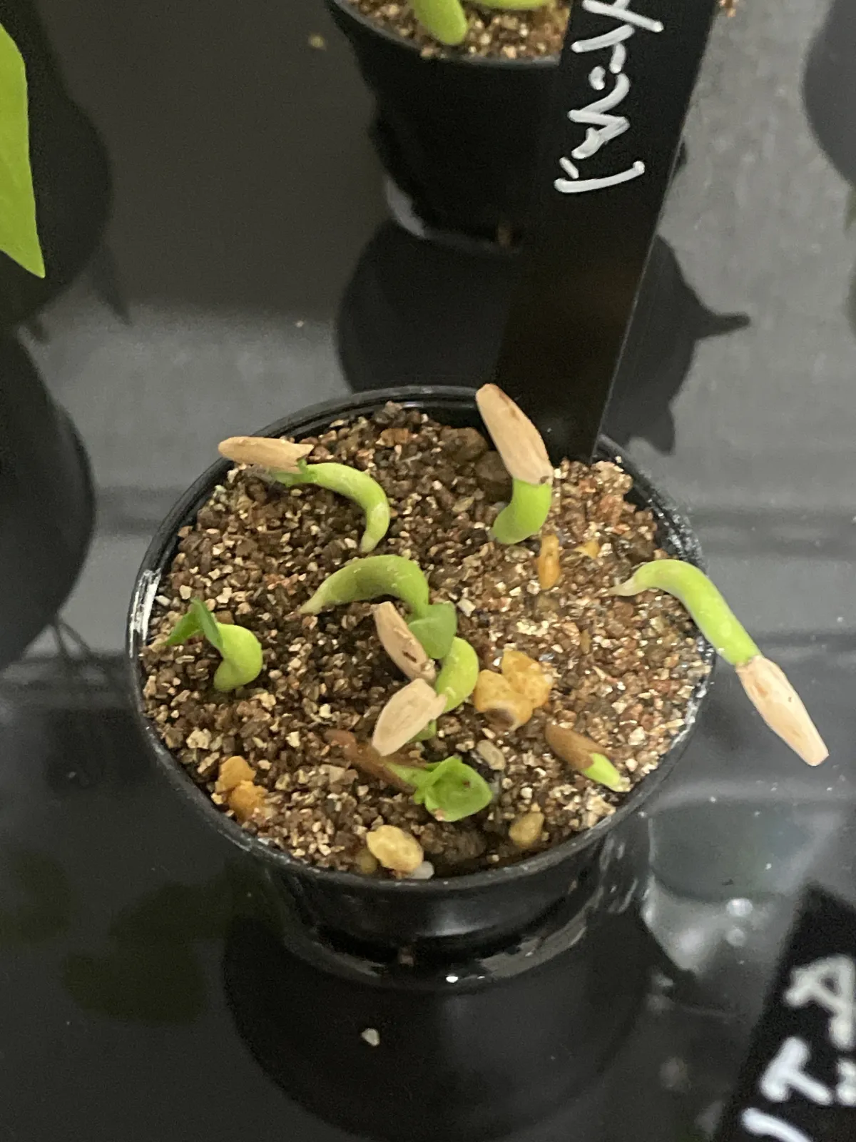 Adenium arabicum (アデニウム エイリアン)